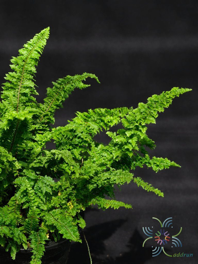เฟินขนนก Nephrolepis exaltata (L.) Schott cv. Gracillima