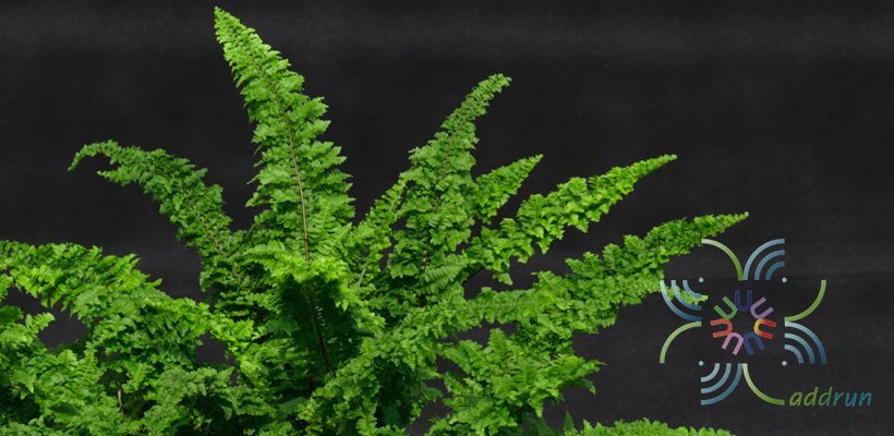 เฟินขนนก Nephrolepis exaltata (L.) Schott cv. Gracillima