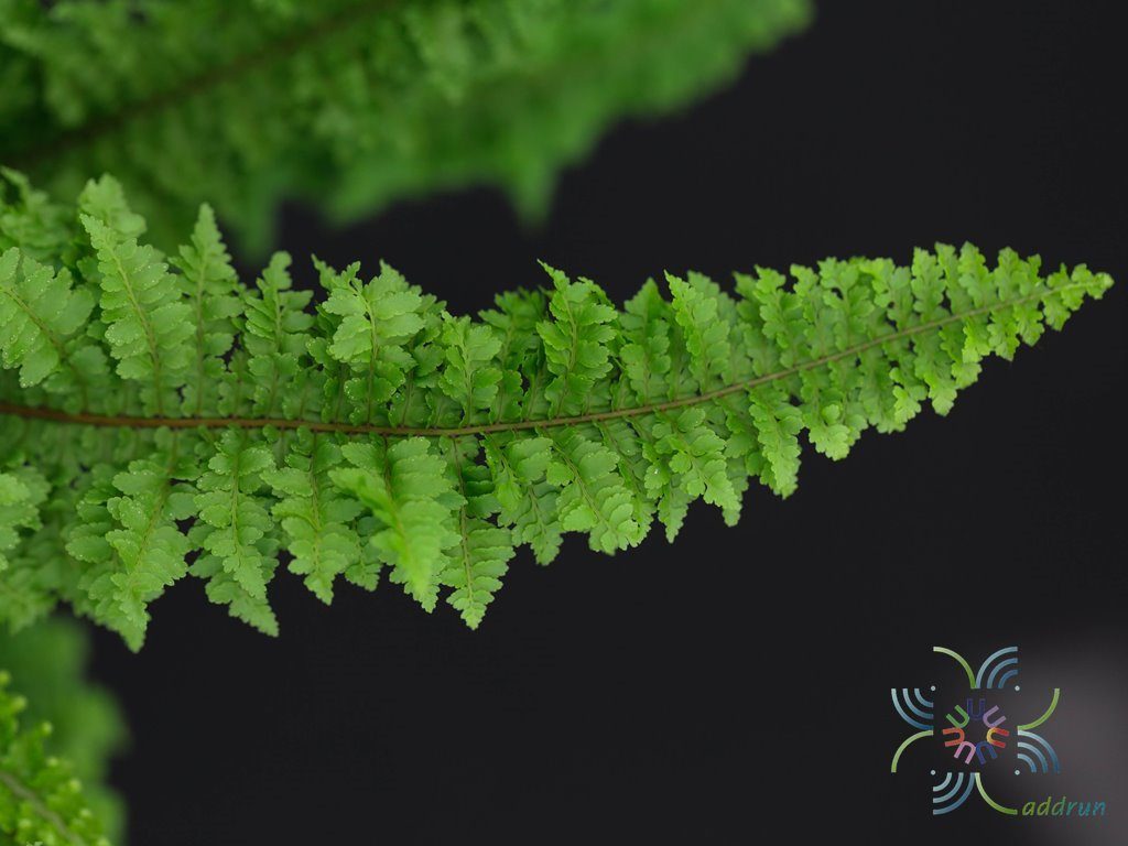 เฟินขนนก Nephrolepis exaltata (L.) Schott cv. Gracillima
