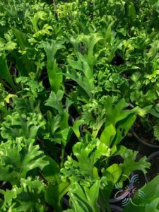 เฟินเขากวาง Platycerium bifurcatum (Cav.) C. Chr.