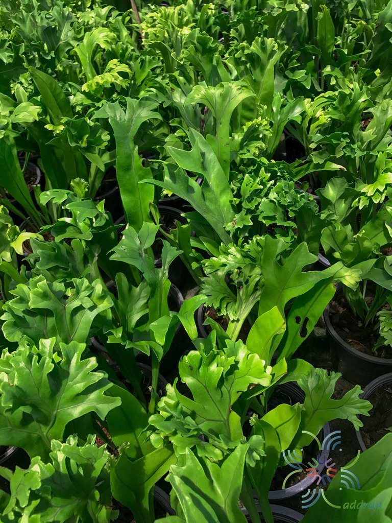 เฟินเขากวาง Platycerium bifurcatum (Cav.) C. Chr.