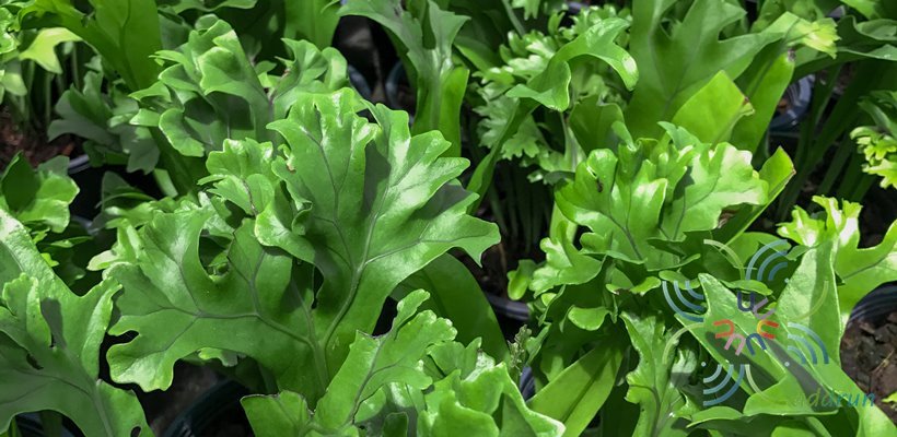 เฟินเขากวาง Platycerium bifurcatum (Cav.) C. Chr.
