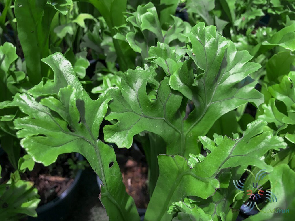 เฟินเขากวาง Platycerium bifurcatum (Cav.) C. Chr.