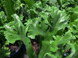 เฟินเขากวาง Platycerium bifurcatum (Cav.) C. Chr.