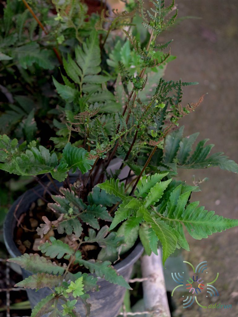 เฟินเทพนม Heterogonium pinnatum (Copel.) Holttum