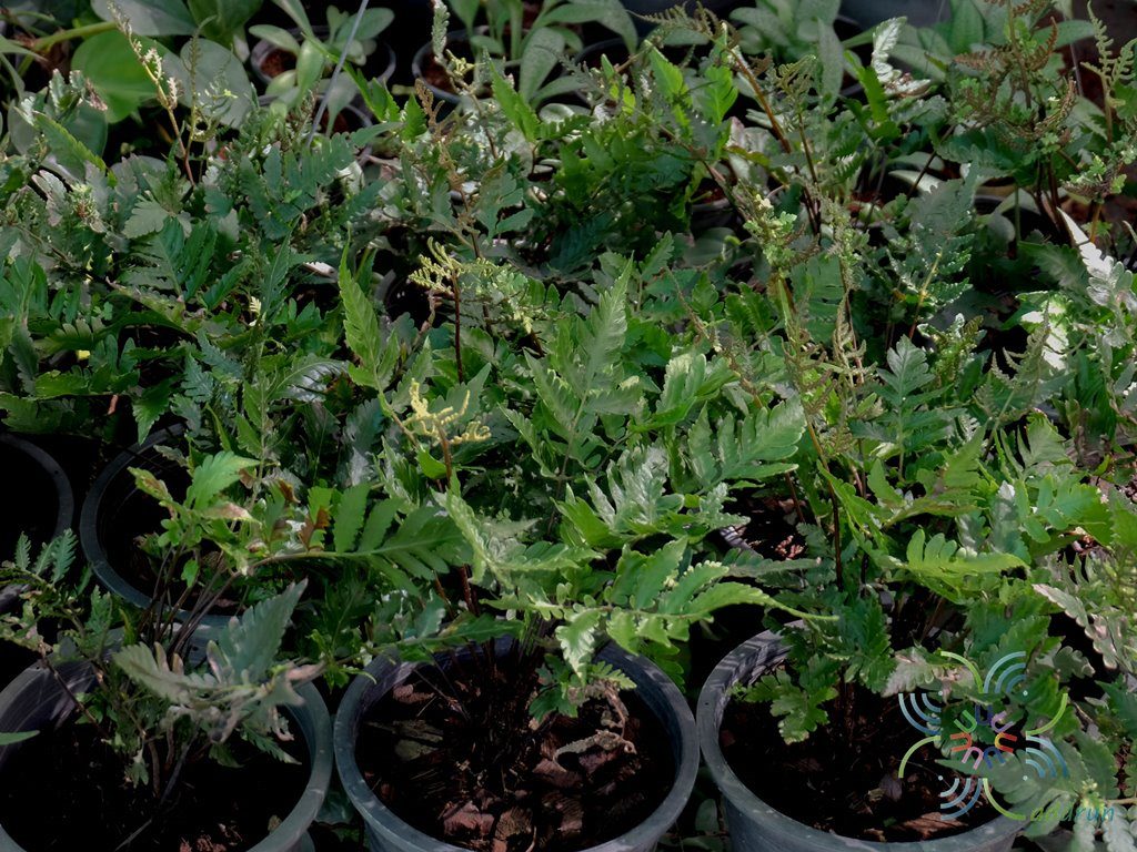 เฟินเทพนม Heterogonium pinnatum (Copel.) Holttum
