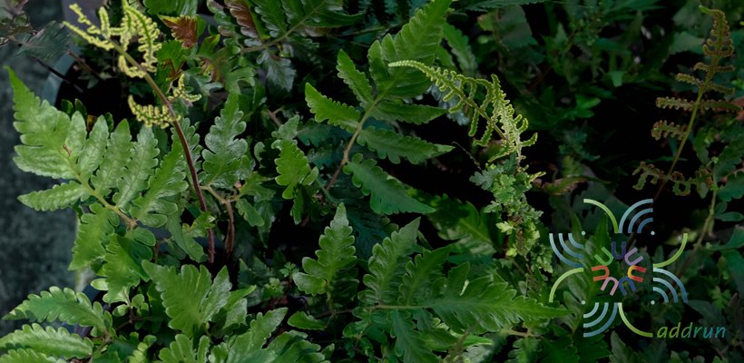 เฟินเทพนม Heterogonium pinnatum (Copel.) Holttum