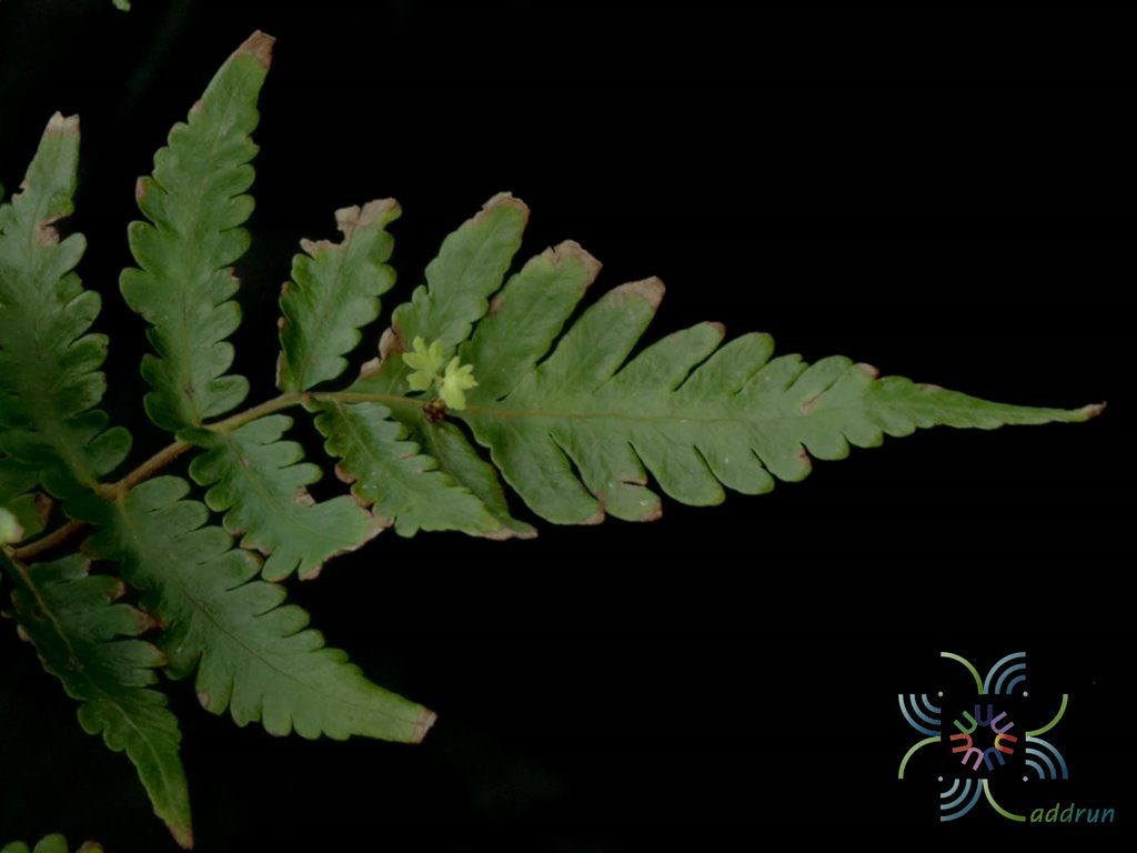 เฟินเทพนม Heterogonium pinnatum (Copel.) Holttum