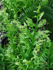 เฟินบลูใบริ้ว Phlebodium aureum (L.) J.Smith cv. Mandianum