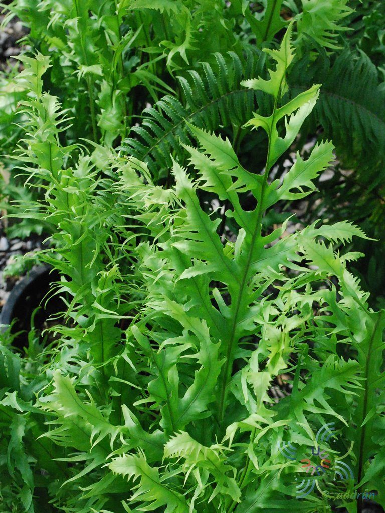เฟินบลูใบริ้ว Phlebodium aureum (L.) J.Smith cv. Mandianum
