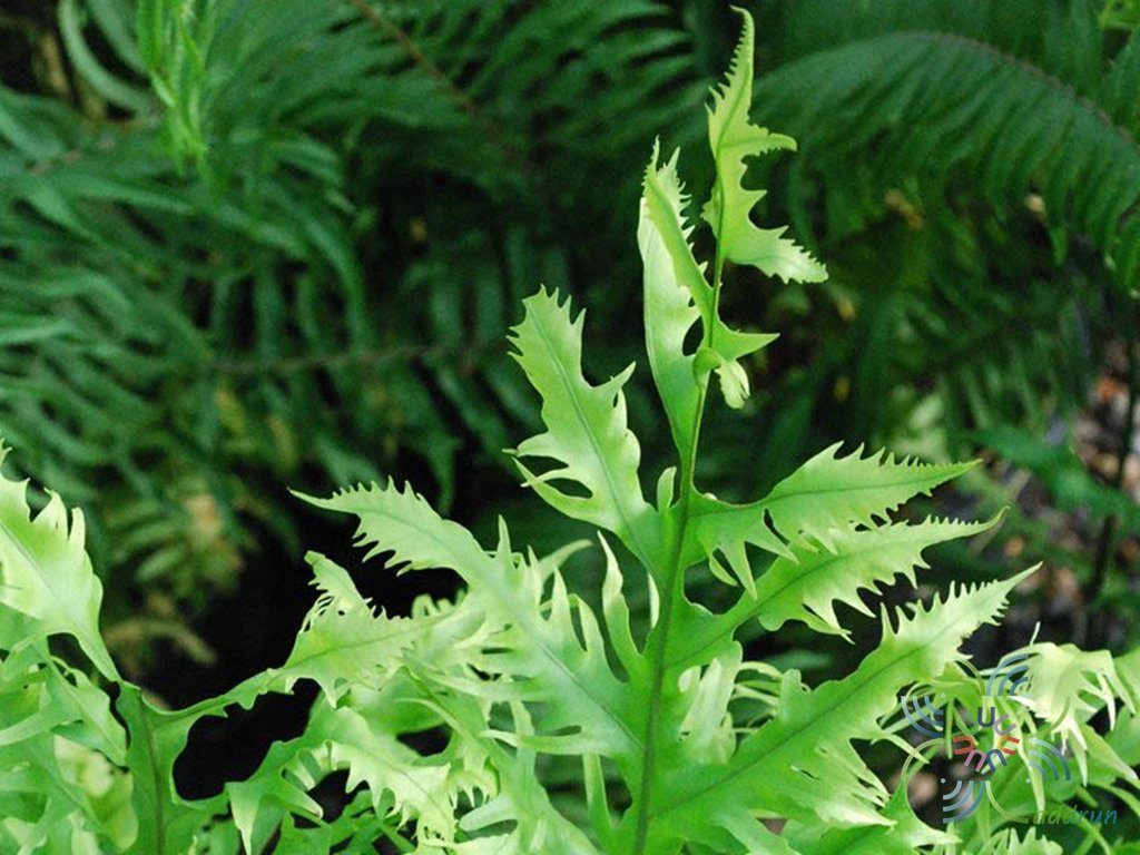 เฟินบลูใบริ้ว Phlebodium aureum (L.) J.Smith cv. Mandianum
