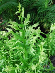 เฟินบลูใบริ้ว Phlebodium aureum (L.) J.Smith cv. Mandianum