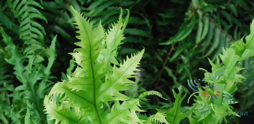 เฟินบลูใบริ้ว Phlebodium aureum (L.) J.Smith cv. Mandianum