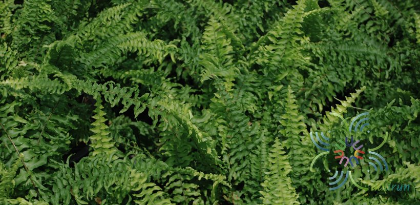เฟินบอสตัน Nephrolepis exaltata (L.) Schott cv. Bostoniensis