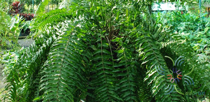 เฟินสไบนาง Nephrolepis sp.