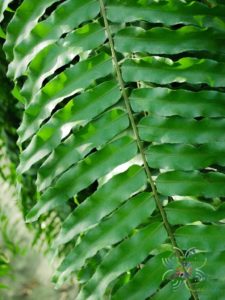 เฟินสไบนาง Nephrolepis sp.