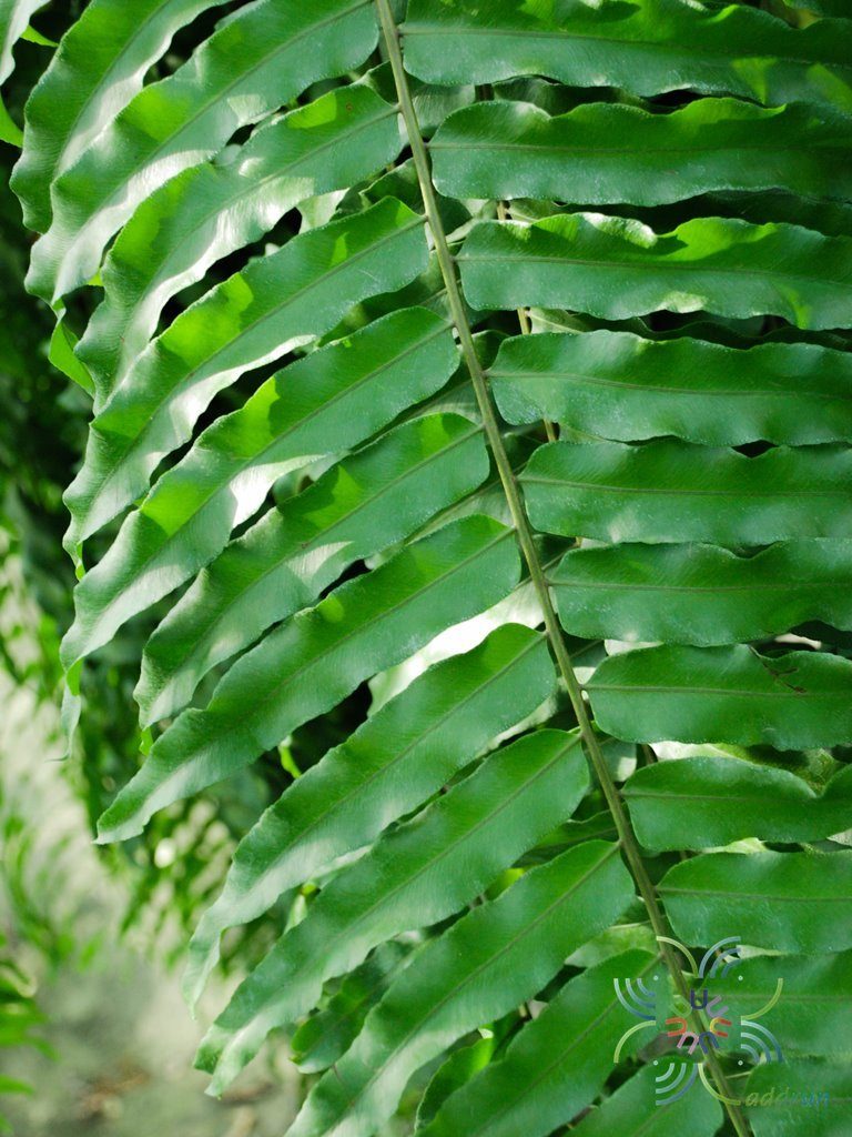 เฟินสไบนาง Nephrolepis sp.