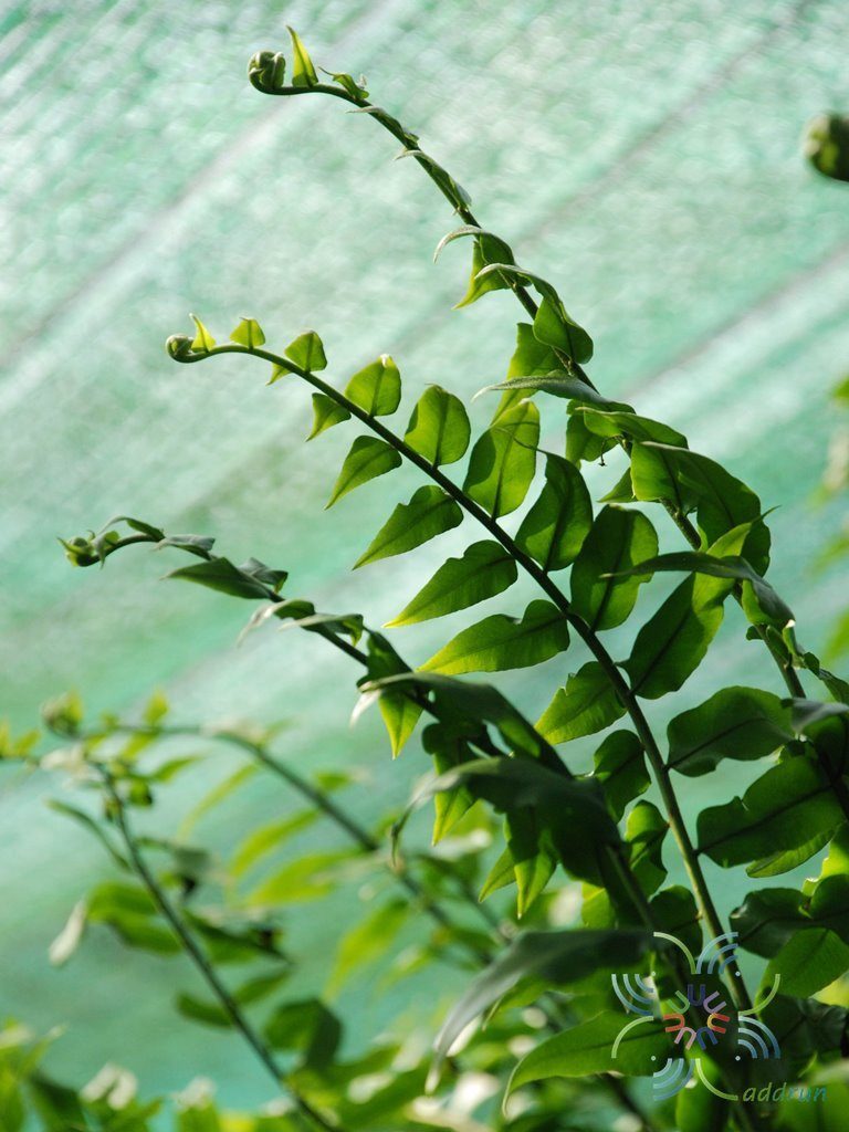 เฟินสไบนาง Nephrolepis sp.
