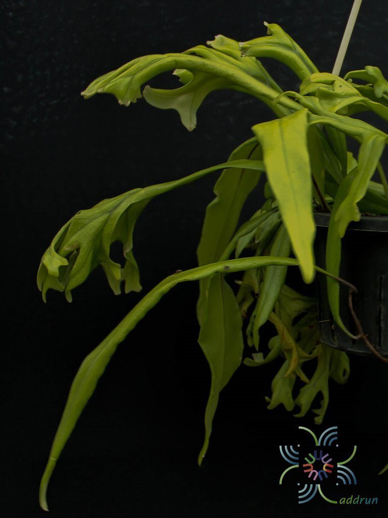เฟินสะโมง Pyrrosia longifolia (Burm.f.) cv. Crestata