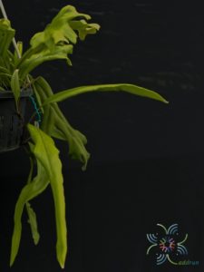 เฟินสะโมง Pyrrosia longifolia (Burm.f.) cv. Crestata