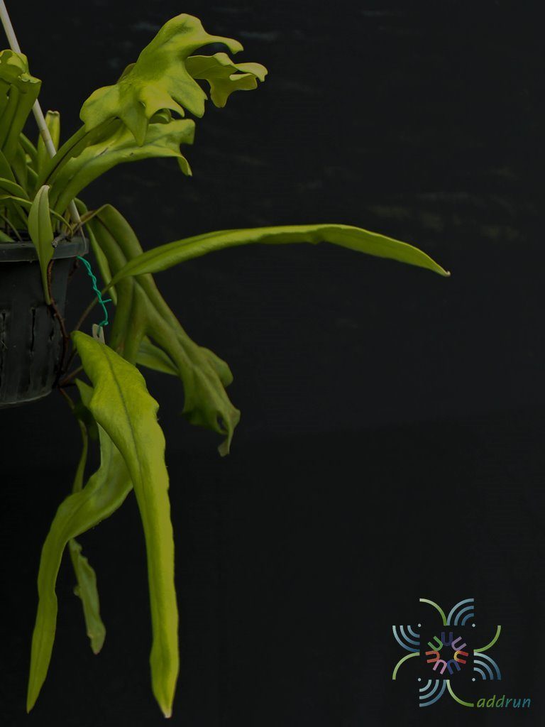เฟินสะโมง Pyrrosia longifolia (Burm.f.) cv. Crestata