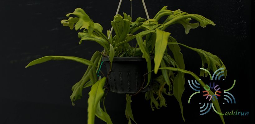 เฟินสะโมง Pyrrosia longifolia (Burm.f.) cv. Crestata