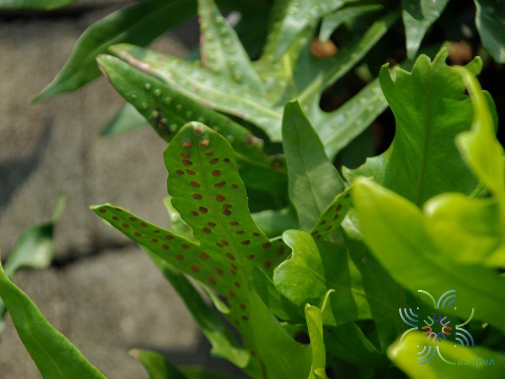 เฟินฮาวาย Phymatosorus scolopendria (Burm.f.) Pic.Serm.