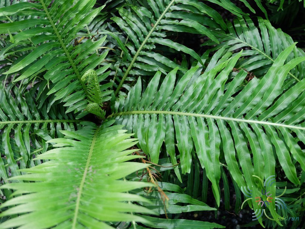 เฟินรัศมีโชติ Blechnum x rasmijoti ‘The Royal Project’
