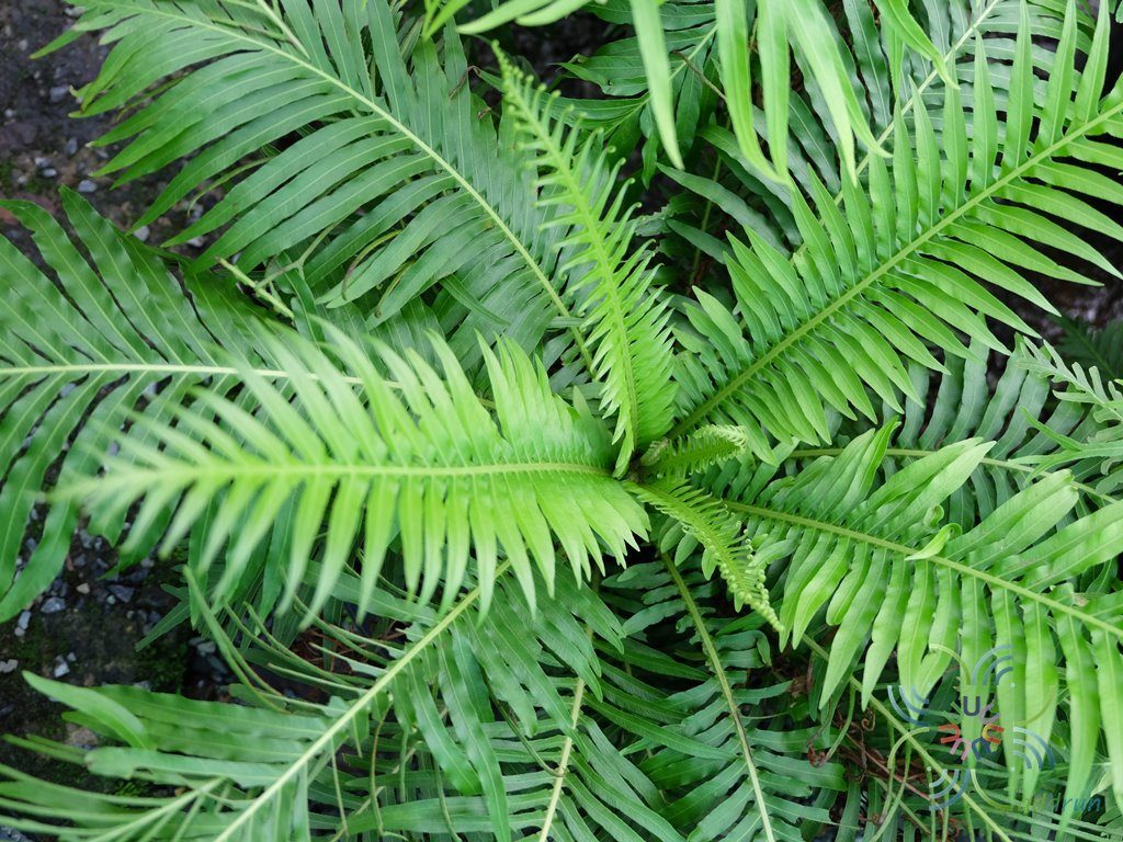 เฟินรัศมีโชติ Blechnum x rasmijoti ‘The Royal Project’