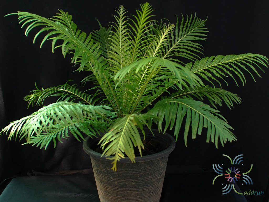 เฟินรัศมีโชติ Blechnum x rasmijoti ‘The Royal Project’