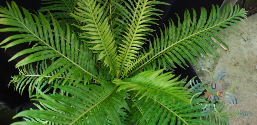 เฟินรัศมีโชติ Blechnum x rasmijoti ‘The Royal Project’