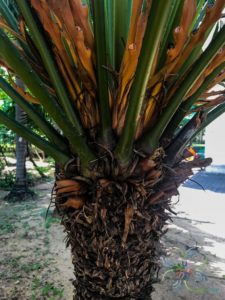 ปรงทะเล Cycas edentate de Laub