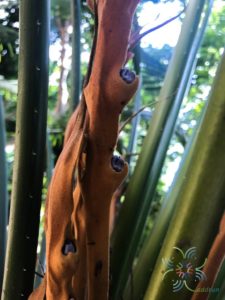 ปรงทะเล Cycas edentate de Laub
