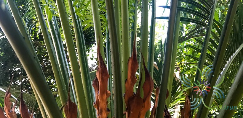 ปรงทะเล Cycas edentate de Laub