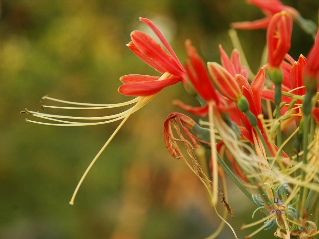 ว่านมหาลาภ Eucrosia bicolor Ker Gawl.