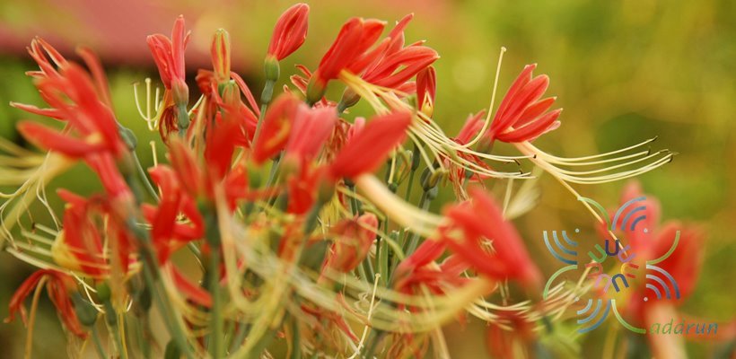 ว่านมหาลาภ Eucrosia bicolor Ker Gawl.