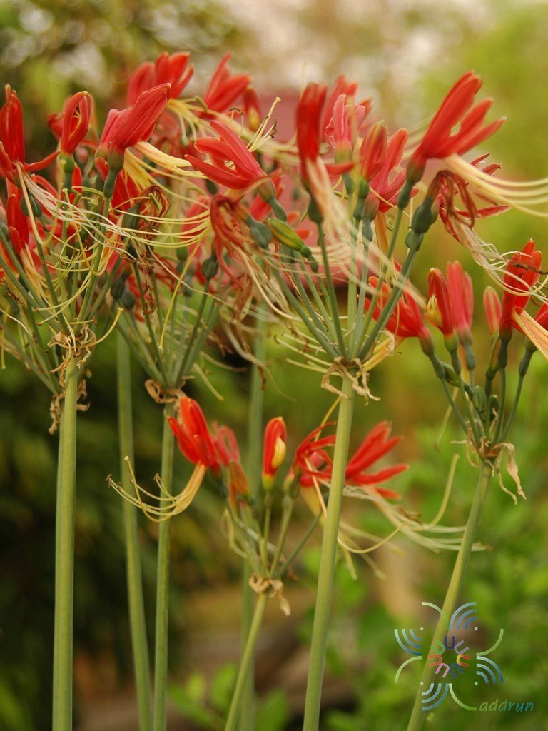 ว่านมหาลาภ Eucrosia bicolor Ker Gawl.