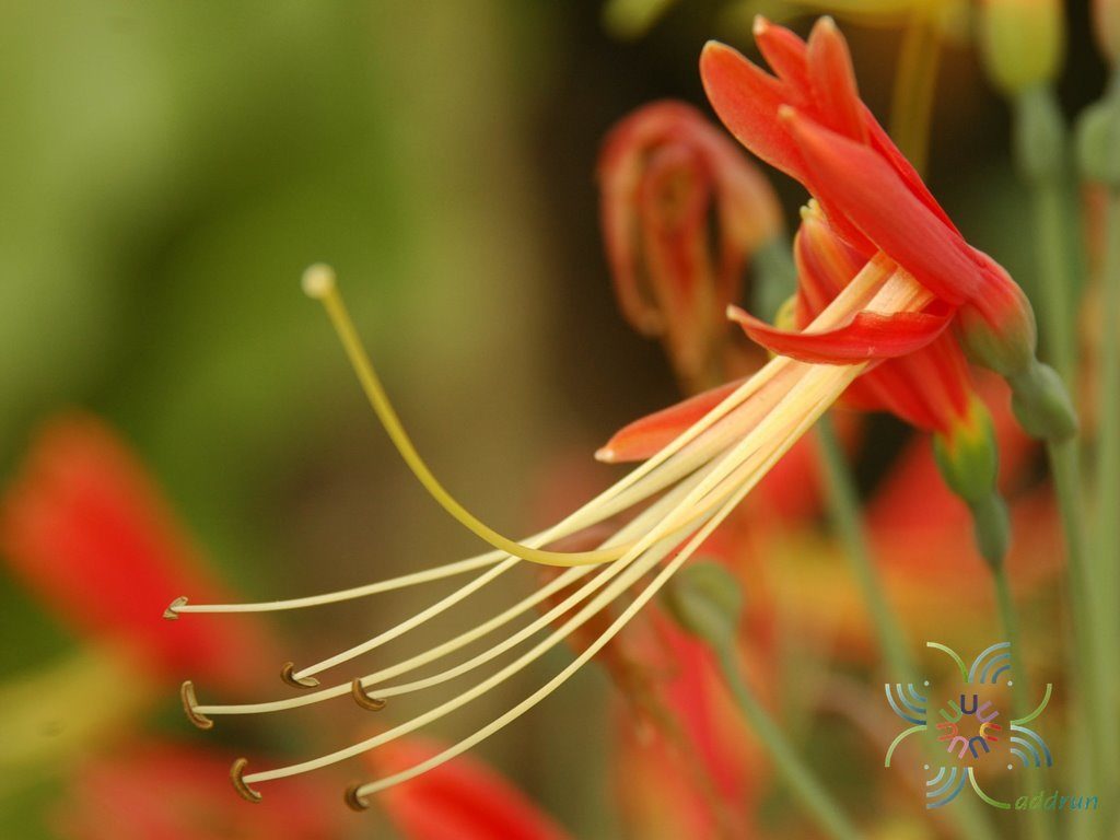 ว่านมหาลาภ Eucrosia bicolor Ker Gawl.