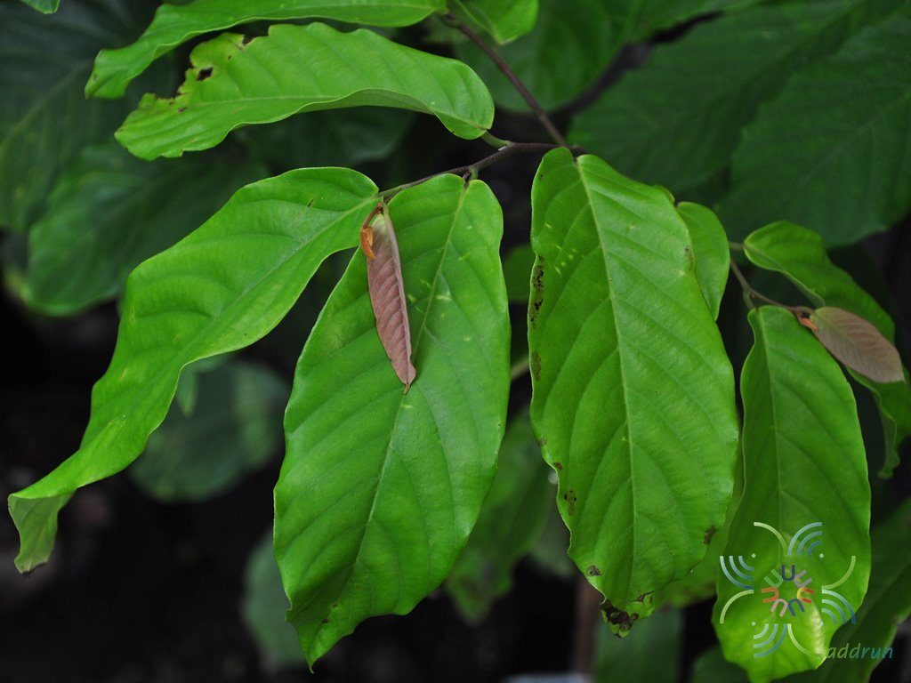 สายหยุด Desmos chinensis Lour.