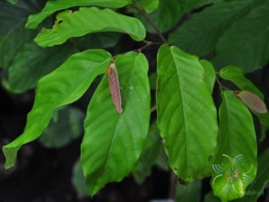 สายหยุด Desmos chinensis Lour.