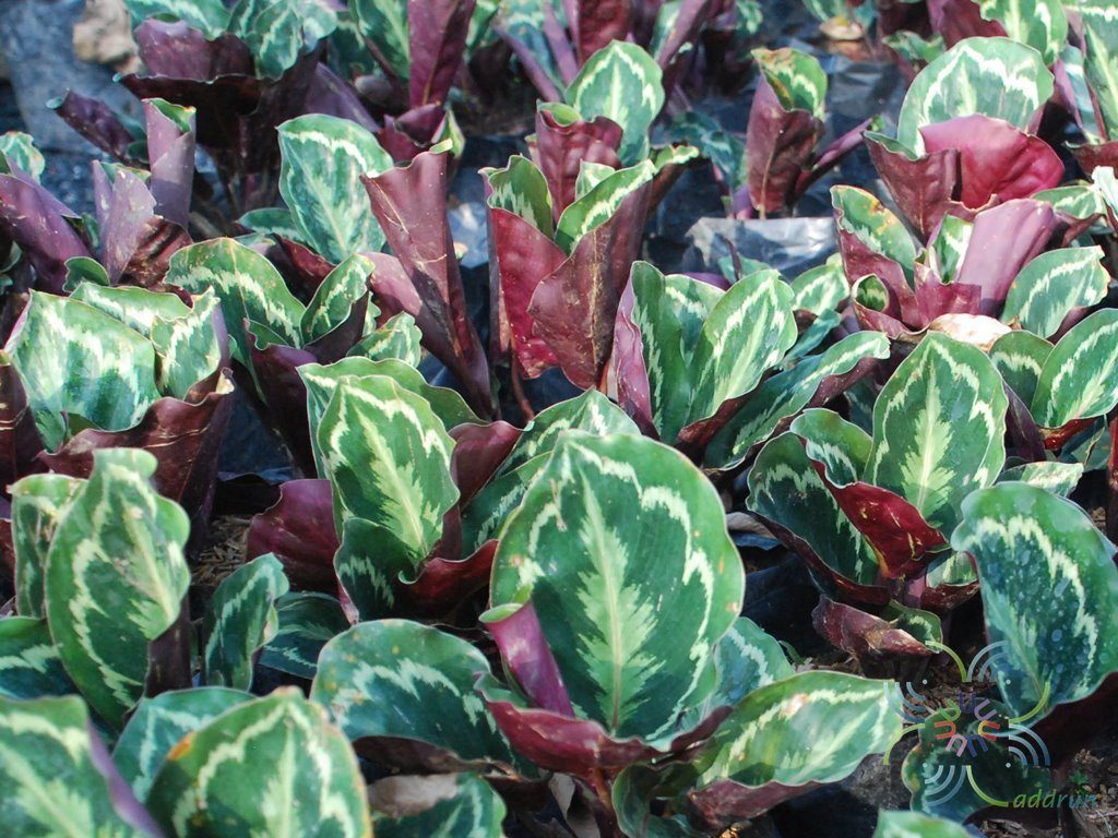 คล้านกยูง Calathea roseopicta (Linden) Regel ‘Medallion’