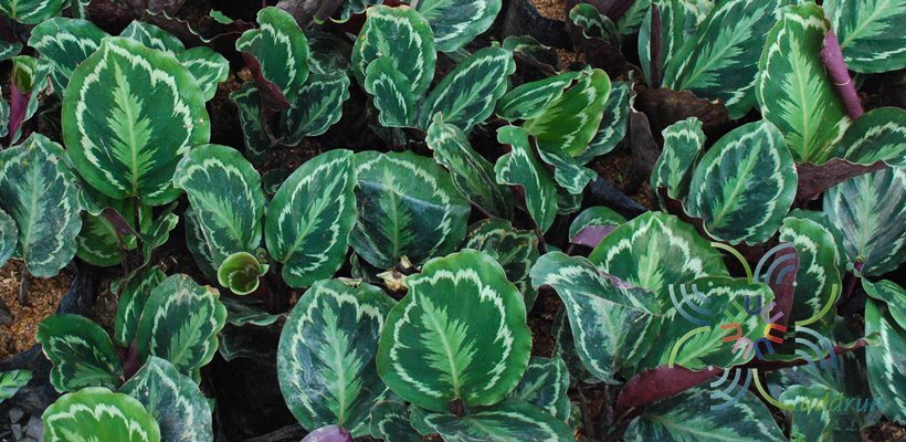 คล้านกยูง Calathea roseopicta (Linden) Regel ‘Medallion’