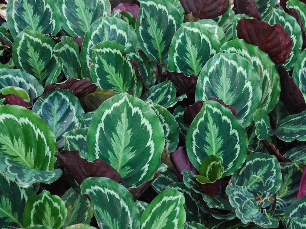 คล้านกยูง Calathea roseopicta (Linden) Regel ‘Medallion’
