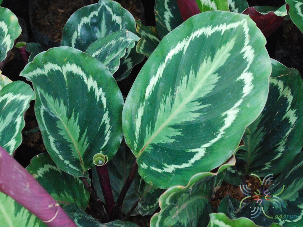 คล้านกยูง Calathea roseopicta (Linden) Regel ‘Medallion’