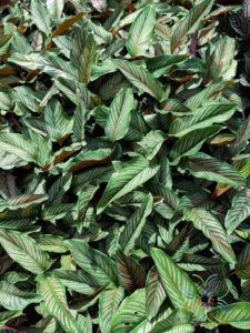 คล้านางพิมพ์ Calathea majestic cv. Roseo-lineata
