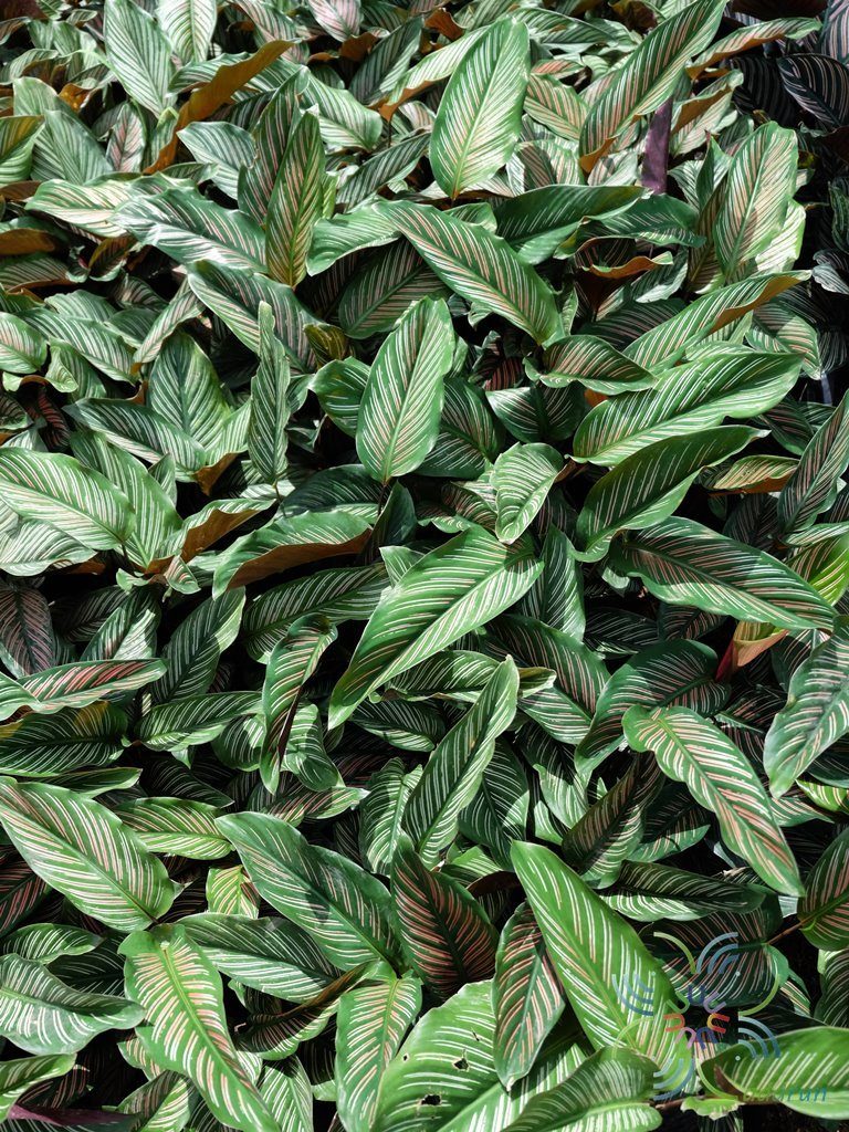 คล้านางพิมพ์ Calathea majestic cv. Roseo-lineata