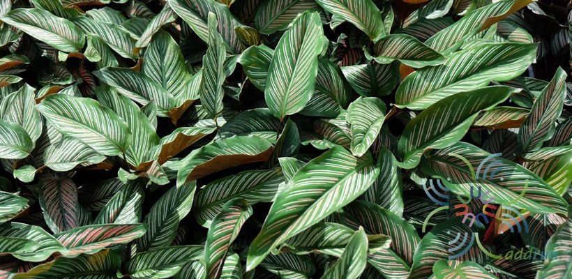 คล้านางพิมพ์ Calathea majestic cv. Roseo-lineata