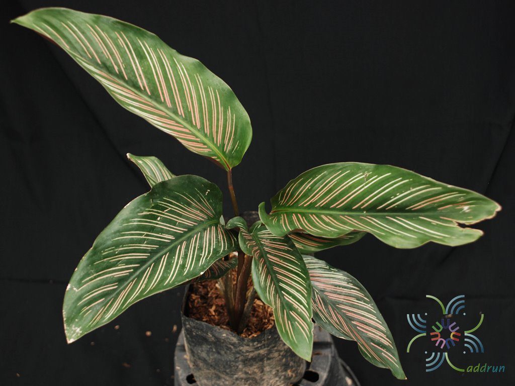 คล้านางพิมพ์ Calathea majestic cv. Roseo-lineata