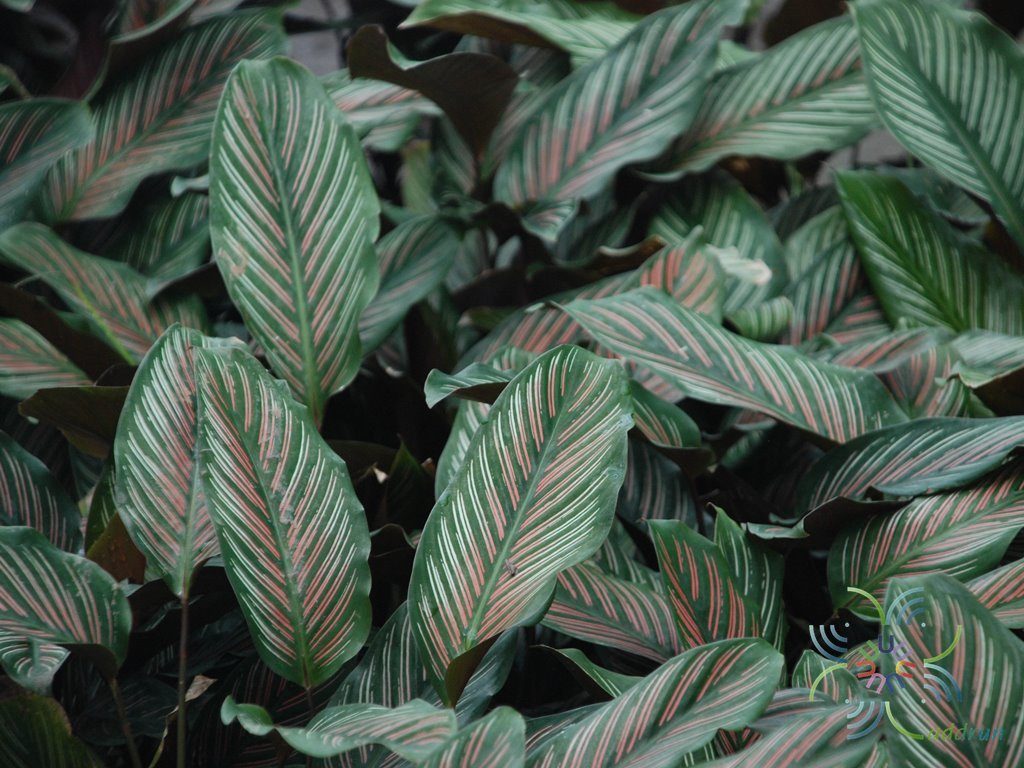 คล้านางพิมพ์ Calathea majestic cv. Roseo-lineata