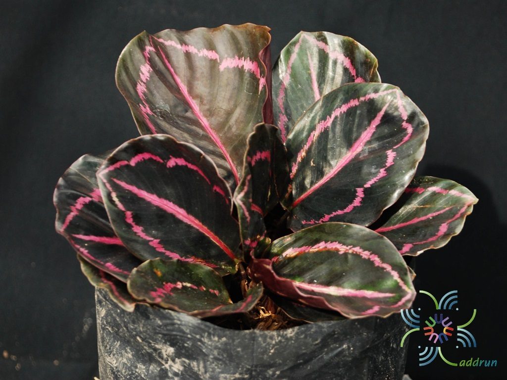 คล้านกยูงแดง Calathea roseopicta (Linden) Regel  medallion ‘Surprise Star’